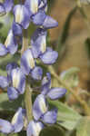 Skyblue lupine